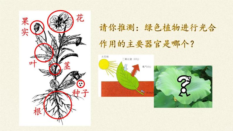 苏教版七年级生物上册 第六章 第二节  植物光合作用的场所（课件）03