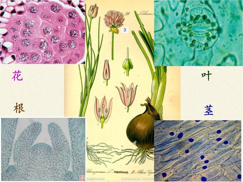 苏教版七年级生物上册 第三章 第一节植物细胞的结构和功能(1)（课件）04