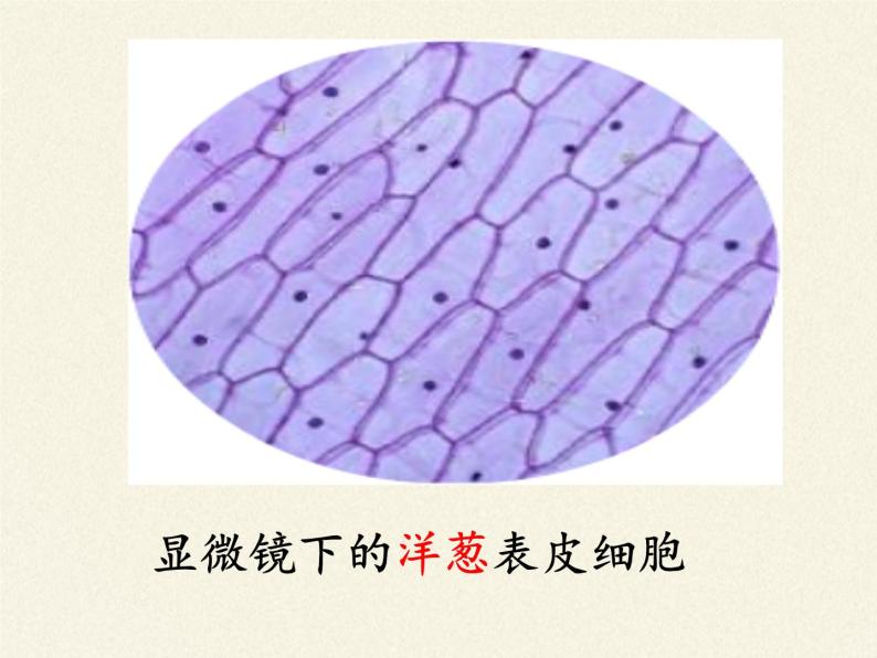 苏教版七年级生物上册 第三章 第一节植物细胞的结构和功能(1)（课件）08