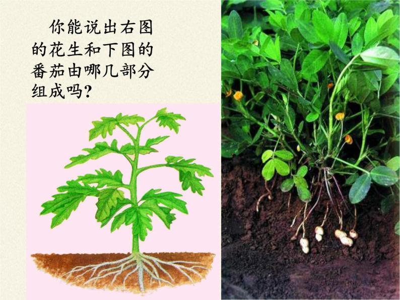 苏教版七年级生物上册 第四章 第二节 多细胞生物体的组成（课件）03