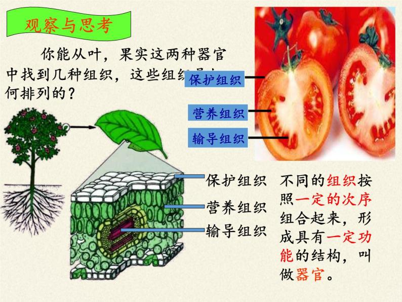 苏教版七年级生物上册 第四章 第二节 多细胞生物体的组成（课件）05