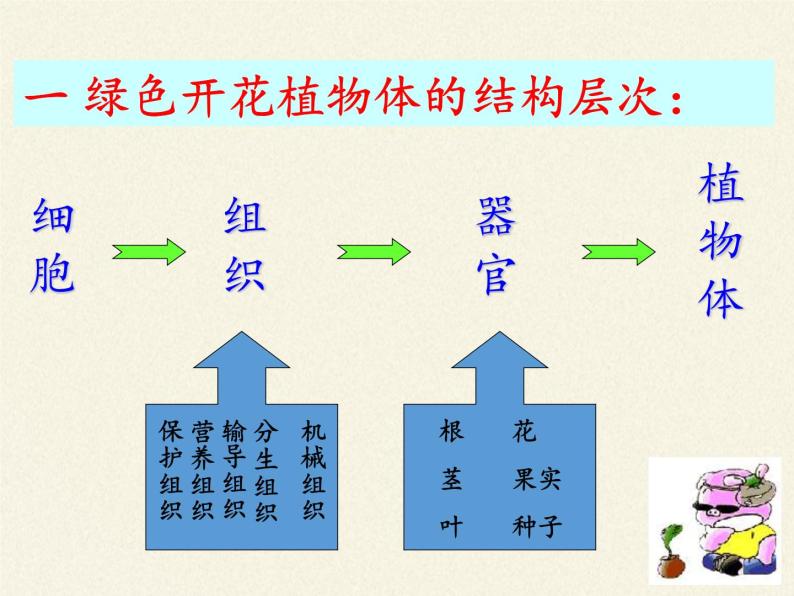 苏教版七年级生物上册 第四章 第二节 多细胞生物体的组成（课件）08