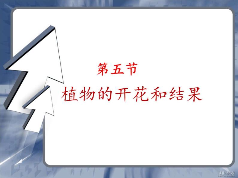 苏教版七年级生物上册 第五章 第五节  植物的开花和结果(4)（课件）02