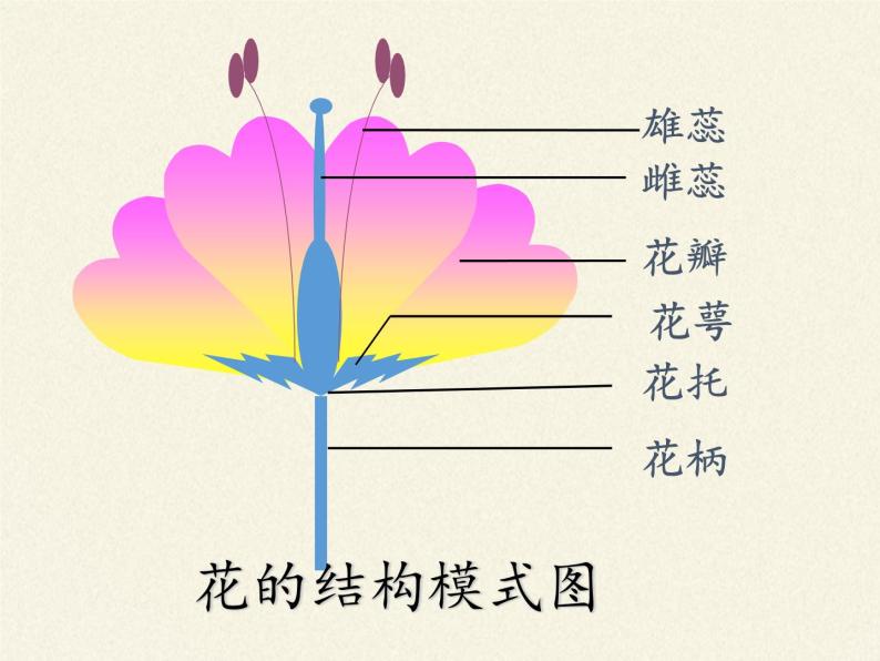 苏教版七年级生物上册 第五章 第五节  植物的开花和结果(4)（课件）03