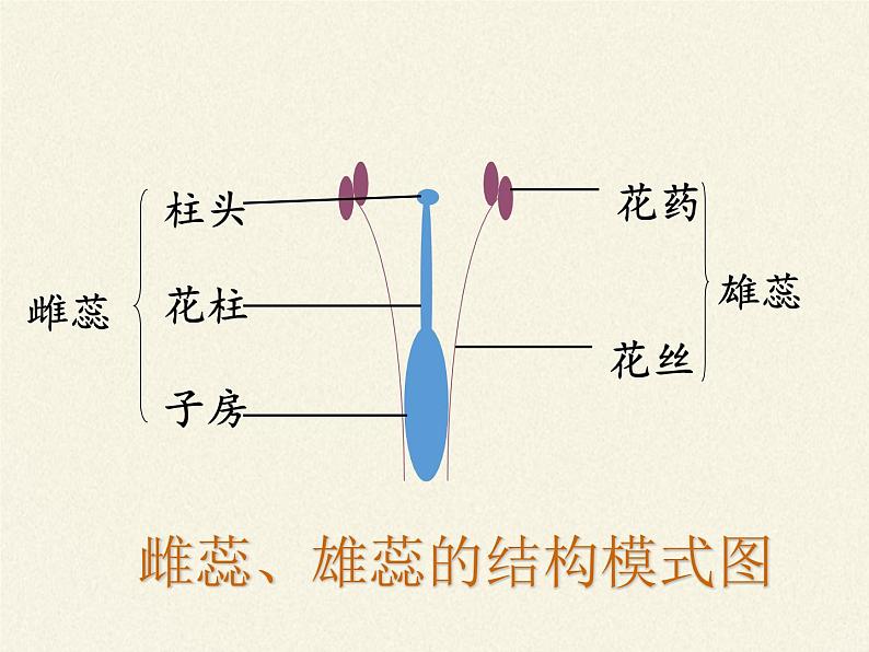 苏教版七年级生物上册 第五章 第五节 植物的开花和结果(4)(课件)第4页