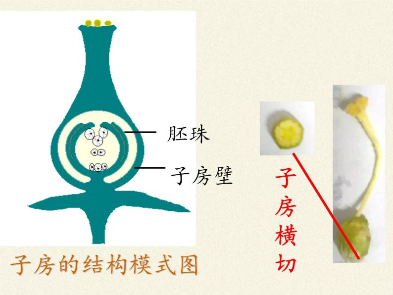 苏教版七年级生物上册 第五章 第五节  植物的开花和结果(4)（课件）05