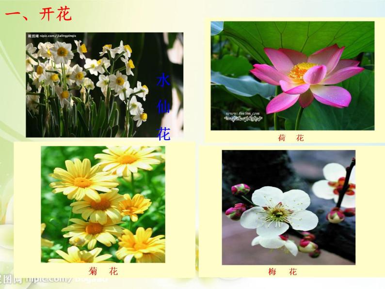 苏教版七年级生物上册 第五章 第五节 植物的开花和结果(3)（课件）04