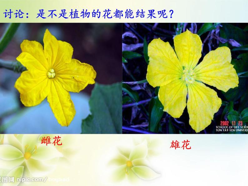 苏教版七年级生物上册 第五章 第五节 植物的开花和结果(3)（课件）06