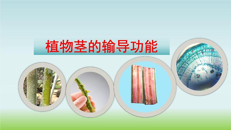 苏教版七年级生物上册 第五章 第四节 植物茎的输导功能(课件)02