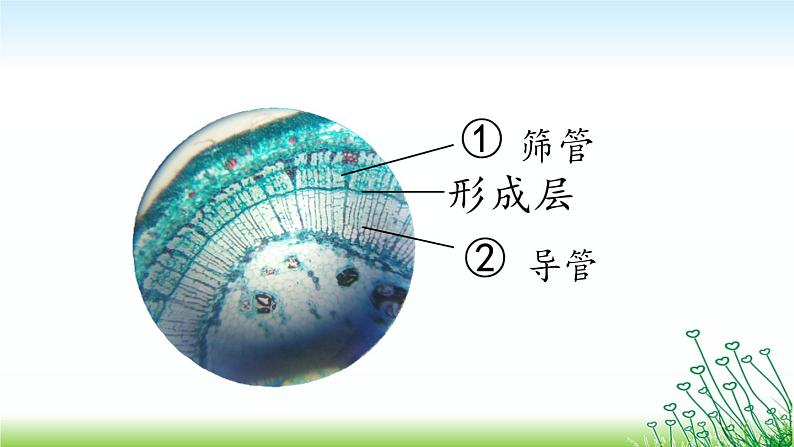 苏教版七年级生物上册 第五章 第四节 植物茎的输导功能(课件)07
