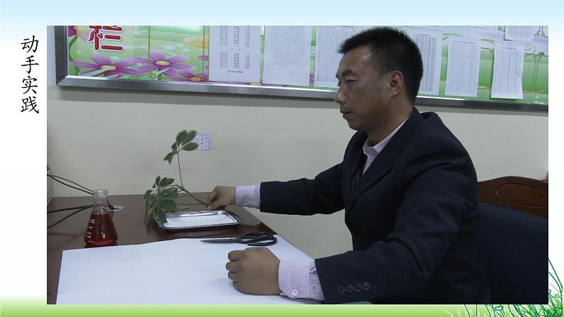 苏教版七年级生物上册 第五章 第四节 植物茎的输导功能(课件)08