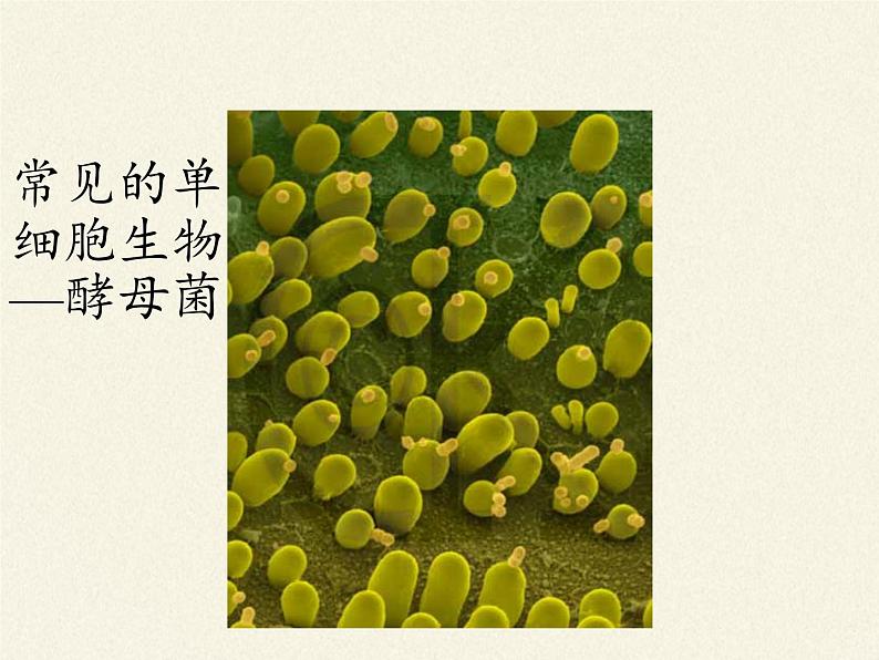 苏教版七年级生物上册 第四章 第一节 单细胞生物(4)(课件)第4页
