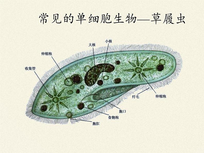苏教版七年级生物上册 第四章 第一节 单细胞生物(4)(课件)第6页