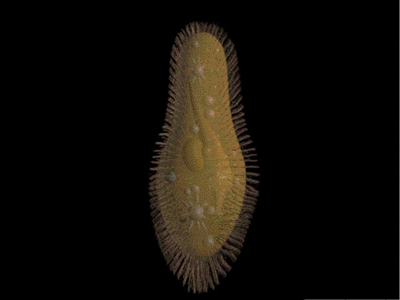 苏教版七年级生物上册 第四章 第一节 单细胞生物(4)(课件)第8页