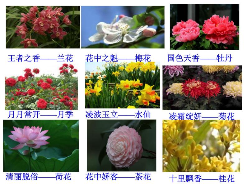 苏教版七年级生物上册 第五章 第五节 植物的开花和结果_（课件）02