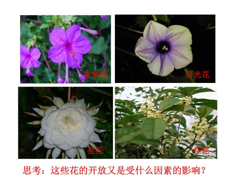 苏教版七年级生物上册 第五章 第五节 植物的开花和结果_（课件）07