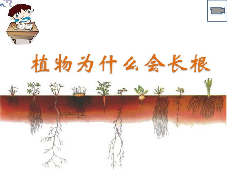 苏教版七年级生物上册 第五章 第二节 植物根的生长(1)（课件）02