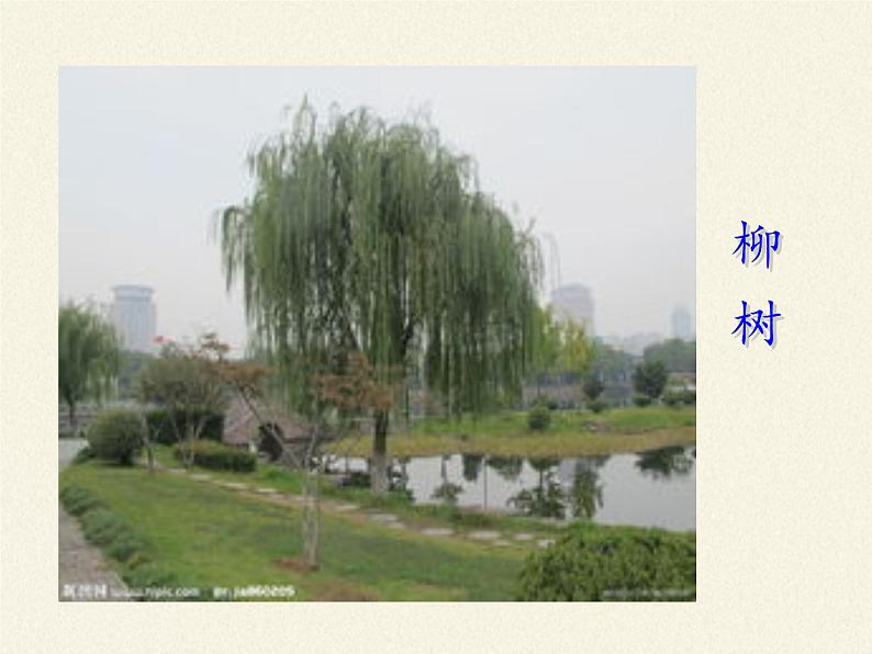苏教版七年级生物上册 第五章 第四节 植物茎的输导功能(4)(课件)02