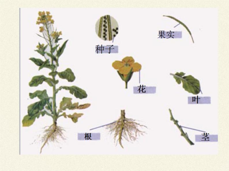 苏教版七年级生物上册 第四章 第二节 多细胞生物体的组成(1)（课件）08