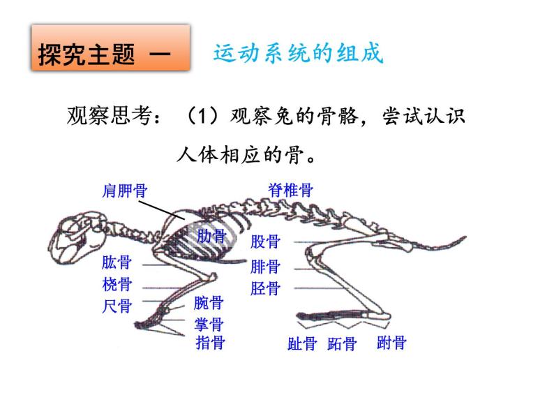 5.2.1动物的运动课件PPT06