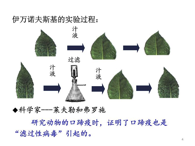 人教版初中生物八年级上册 5.5病毒课件第4页