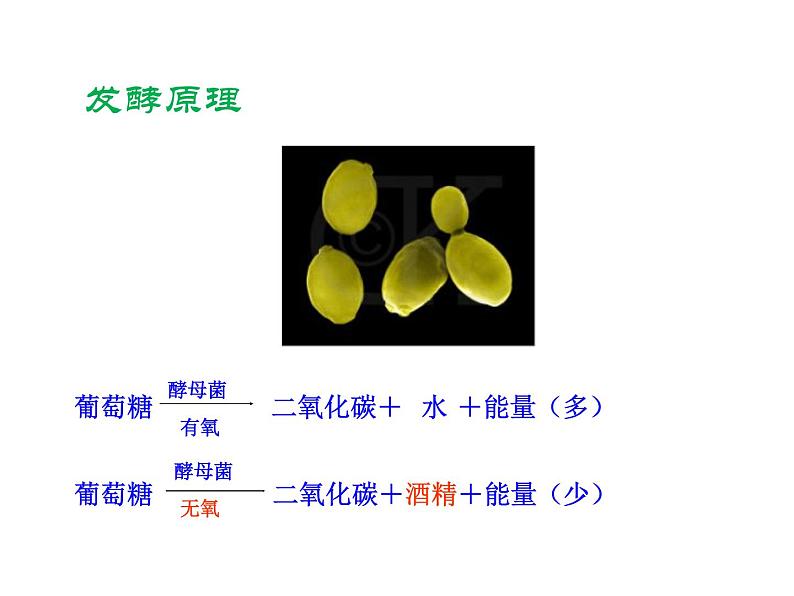5.4.5 人类对细菌和真菌的利用课件PPT第5页