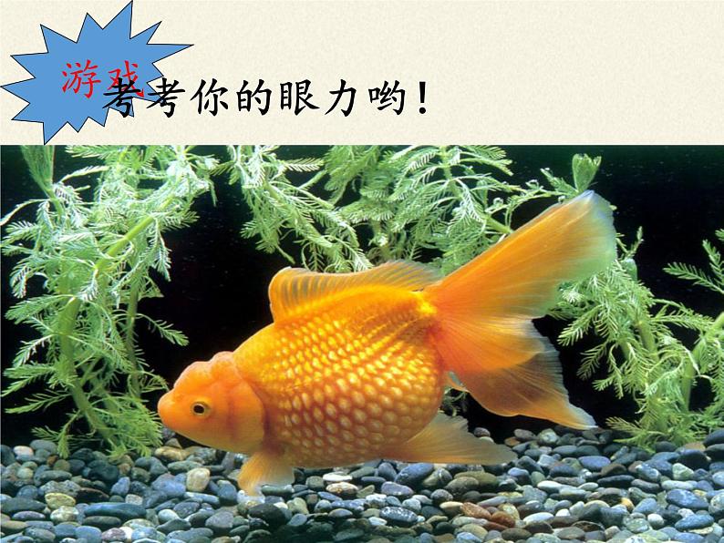 苏教版八年级生物上册 14.2 千姿百态的动物世界(1) 课件第3页