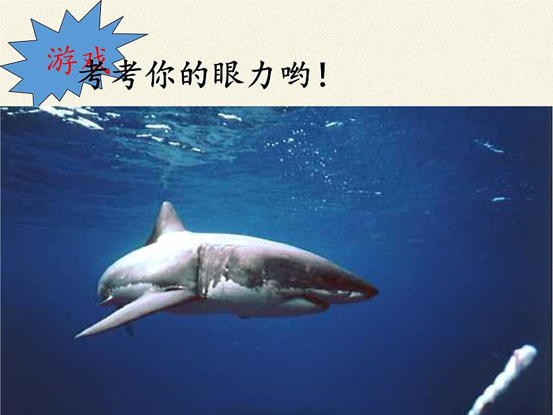 苏教版八年级生物上册 14.2 千姿百态的动物世界(1) 课件第5页