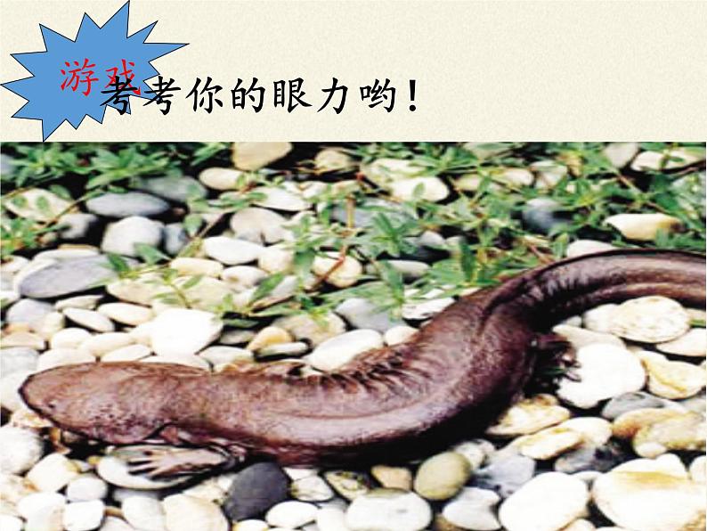 苏教版八年级生物上册 14.2 千姿百态的动物世界(1) 课件第7页