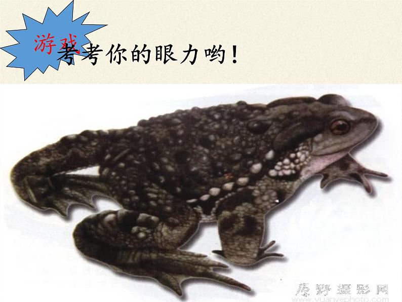 苏教版八年级生物上册 14.2 千姿百态的动物世界(1) 课件第8页