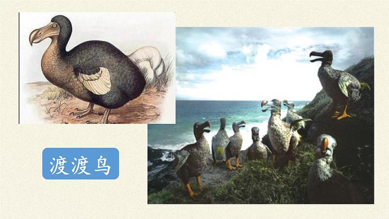 苏教版八年级生物上册 15.2 保护生物多样性的艰巨使命(2) 课件02