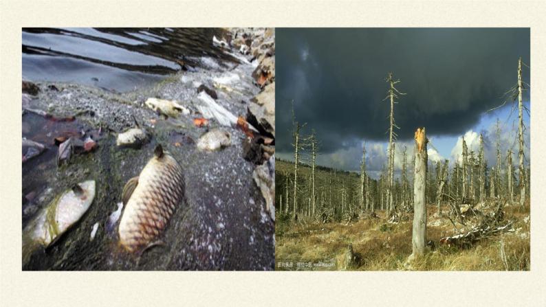 苏教版八年级生物上册 15.2  保护生物多样性的艰巨使命(2) 课件05