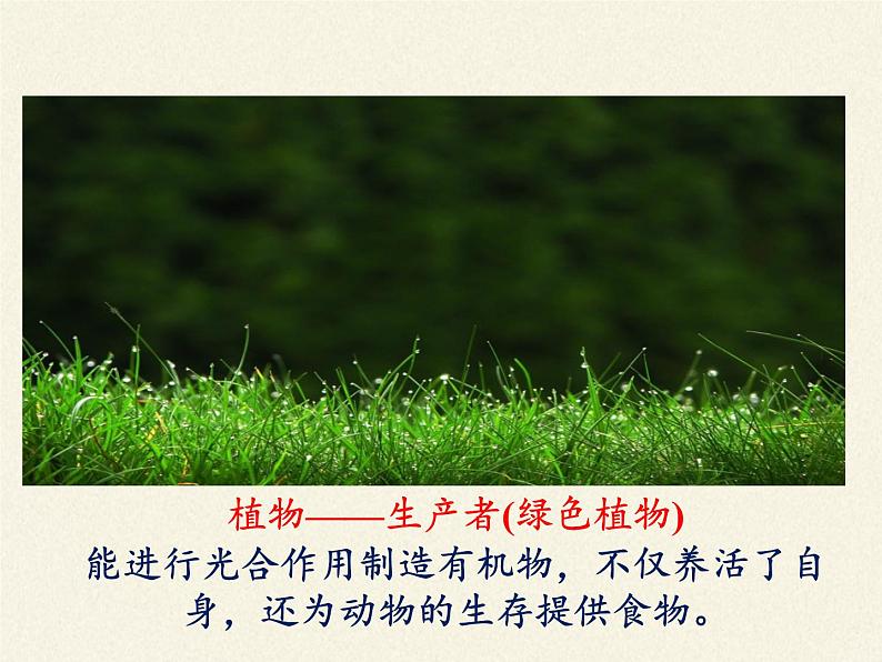 苏教版八年级生物上册 19.1 生态系统的组成 课件06