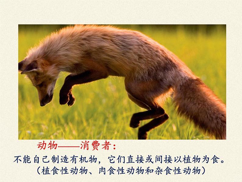 苏教版八年级生物上册 19.1 生态系统的组成 课件07