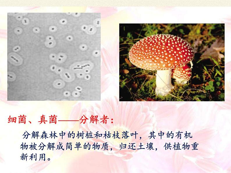 苏教版八年级生物上册 19.1 生态系统的组成 课件08