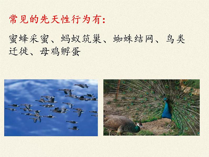 苏教版八年级生物上册 18.2 动物行为的生理基础(1) 课件第6页