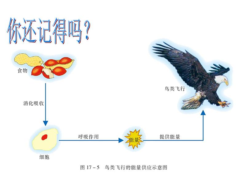 苏教版八年级生物上册 17.2 动物的运动依赖于一定的结构_ 课件03