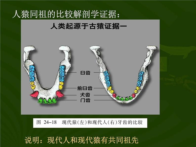 苏教版八年级生物上册 第16章第4节 人类的起源和进化 课件第7页