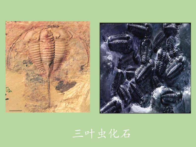 苏教版八年级生物上册 16.2   生物进化的历程(1) 课件06