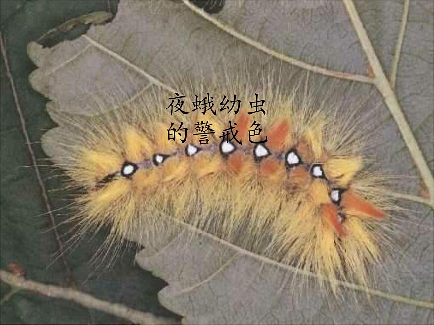 蘇教版八年級生物上冊 16.3 生物進化的學說(3) 課件第2頁