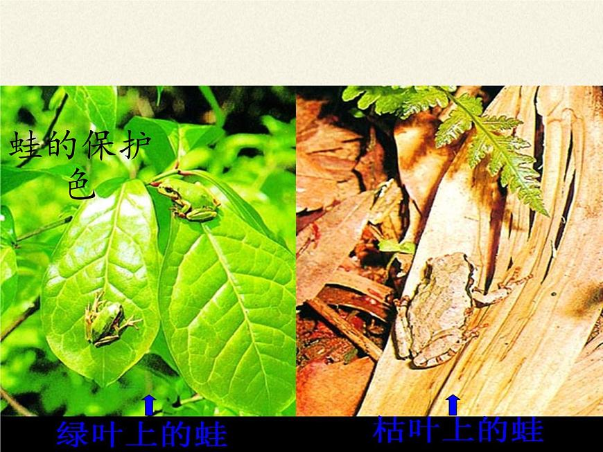 蘇教版八年級生物上冊 16.3 生物進化的學說(3) 課件第3頁