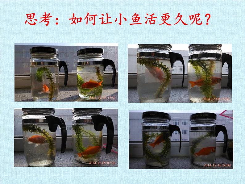 苏教版八年级生物上册 18.2 动物行为的生理基础(4) 课件第8页