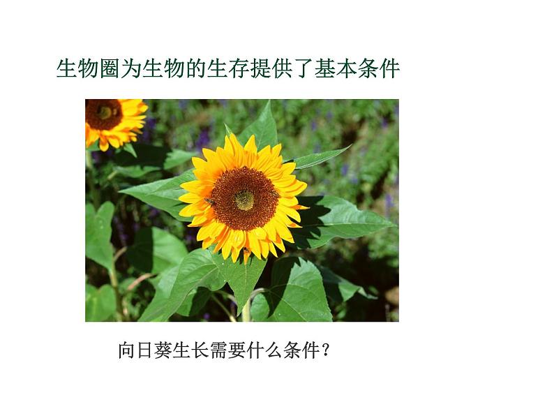 苏教版八年级生物上册 20.1 生物圈中的各种生态系统_ 课件07