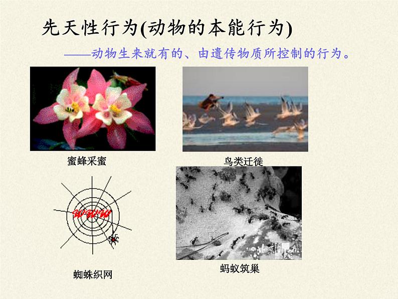 苏教版八年级生物上册 18.2 动物行为的生理基础 课件第6页