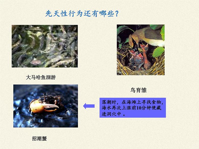 苏教版八年级生物上册 18.2 动物行为的生理基础 课件第7页