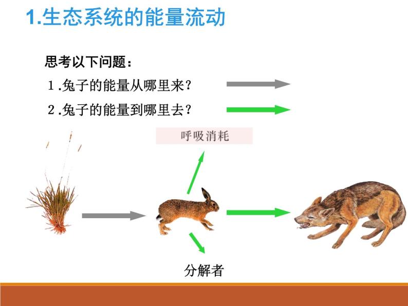 苏教版八年级生物上册 19.2生态系统中的能量流动和物质循环_ 课件03