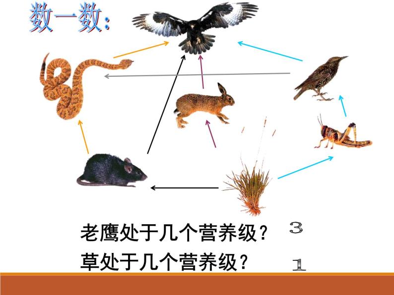 苏教版八年级生物上册 19.2生态系统中的能量流动和物质循环_ 课件05