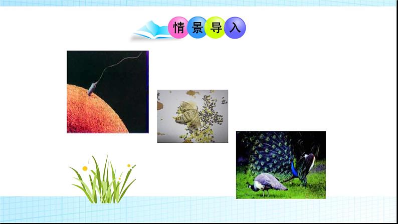 北师大版生物八年级上册第十九章《生命的延续》19.3 植物的生殖方式 教学PPT课件02