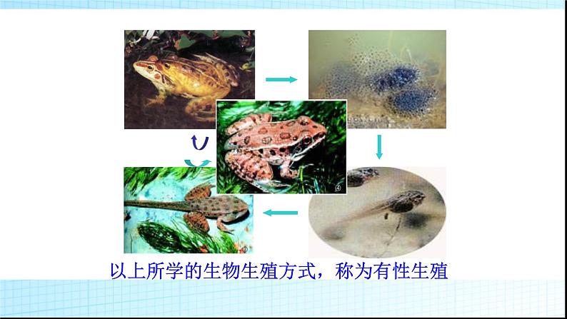 北师大版生物八年级上册第十九章《生命的延续》19.3 植物的生殖方式 教学PPT课件05