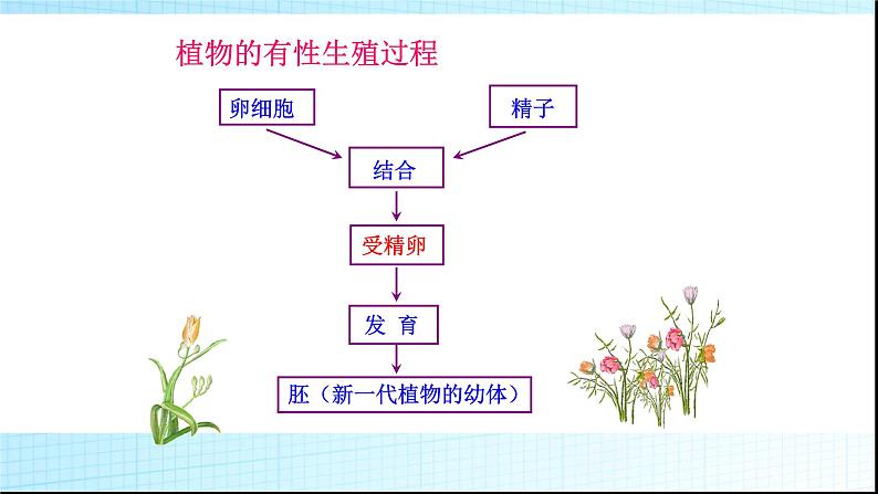 北师大版生物八年级上册第十九章《生命的延续》19.3 植物的生殖方式 教学PPT课件07